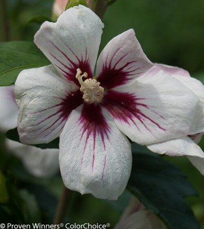 Rose of Sharon Lil' Kim®